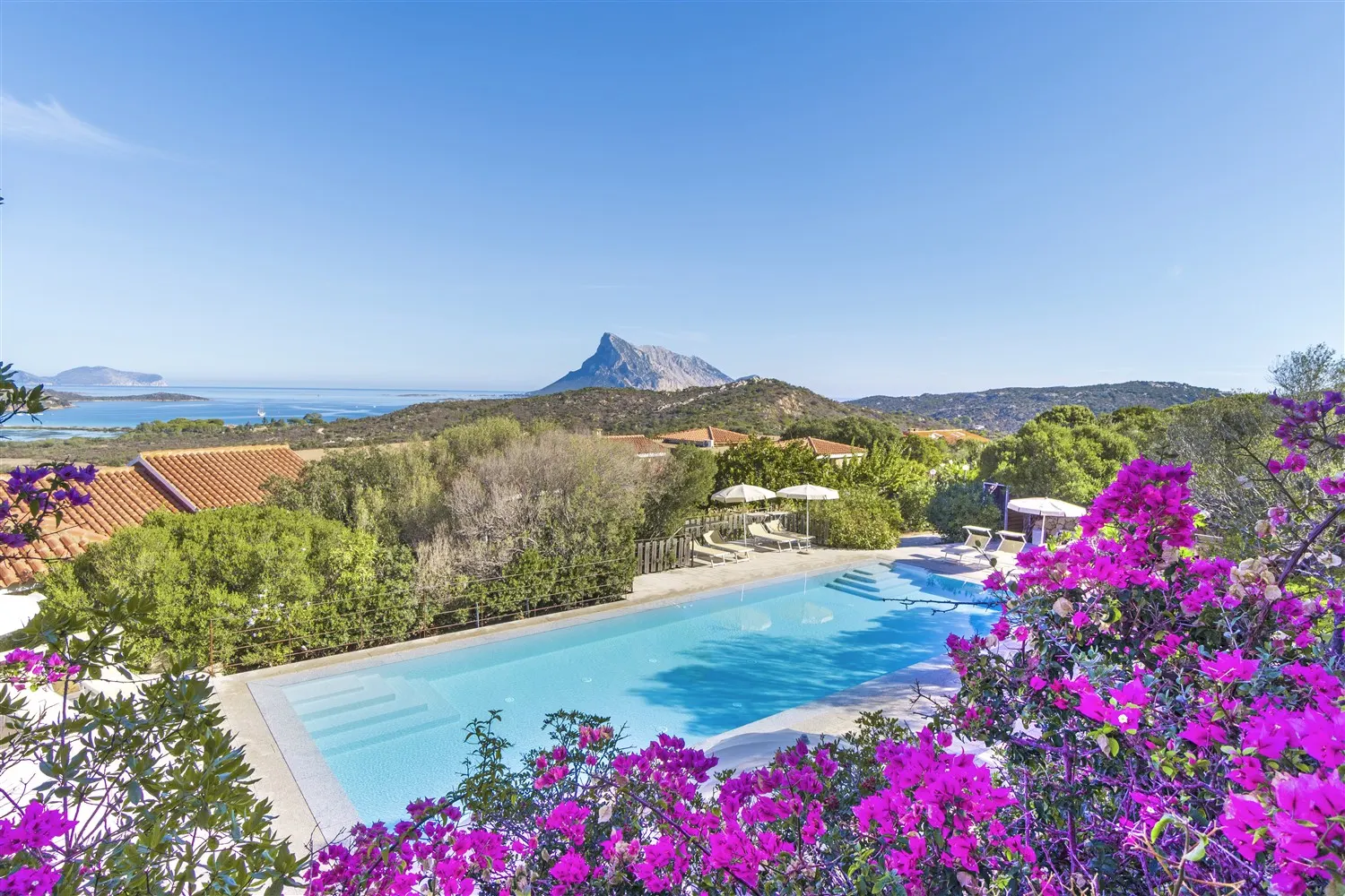 Panoramic pool framed by bougainvillea, Tavolara island on the horizon