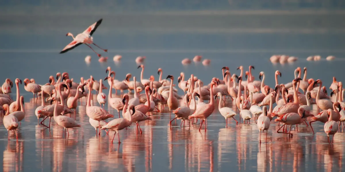 Flock of pink flamingos wading in the lagoon of San Teodoro