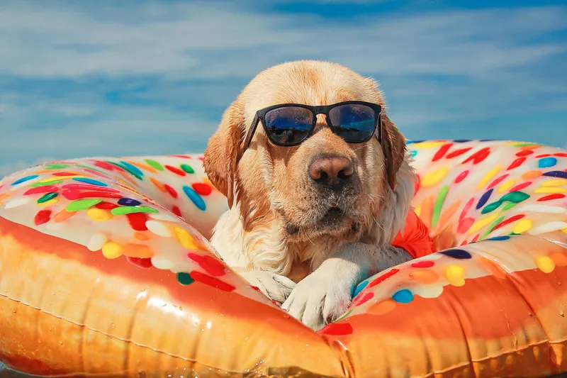 Labrador with sunglasses resting on an inflatable ring in the water